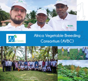 Nova Genetic at the Africa Vegetable Breeding Consortium (AVBC)