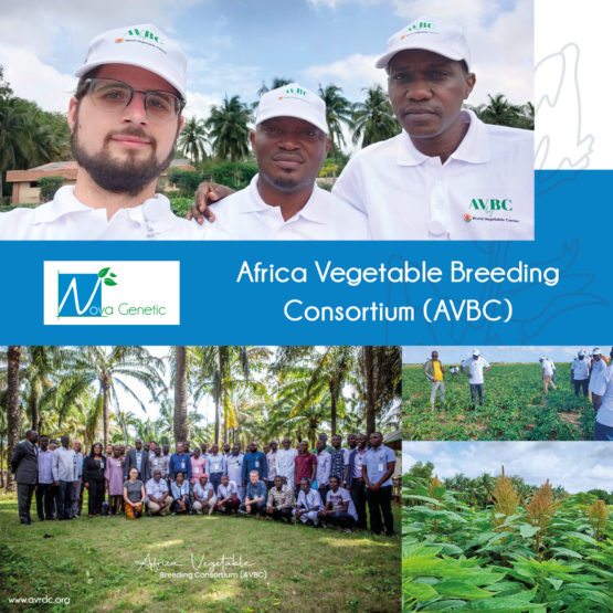 Nova Genetic at the Africa Vegetable Breeding Consortium (AVBC)